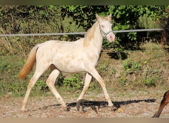 Koń andaluzyjski, Klacz, 1 Rok, 160 cm, Cremello