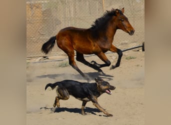 Koń andaluzyjski, Klacz, 1 Rok, 160 cm, Może być siwy