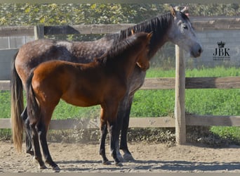 Koń andaluzyjski, Klacz, 1 Rok, 160 cm, Może być siwy