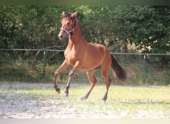 Koń andaluzyjski, Klacz, 1 Rok, 161 cm, Gniada