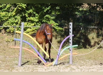 Koń andaluzyjski, Klacz, 1 Rok, 161 cm, Gniada