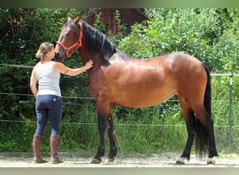 Koń andaluzyjski, Klacz, 1 Rok, 161 cm, Gniada