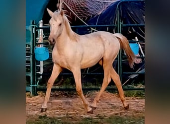 Koń andaluzyjski, Klacz, 1 Rok, 163 cm, Izabelowata