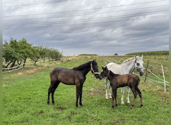 Koń andaluzyjski, Klacz, 1 Rok, 165 cm, Siwa