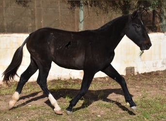 Koń andaluzyjski, Klacz, 1 Rok, 165 cm, Siwa
