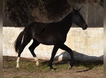 Koń andaluzyjski, Klacz, 1 Rok, 165 cm, Siwa