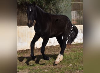Koń andaluzyjski, Klacz, 1 Rok, 165 cm, Siwa