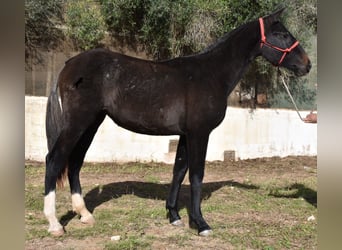 Koń andaluzyjski, Klacz, 1 Rok, 165 cm, Siwa