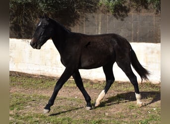 Koń andaluzyjski, Klacz, 1 Rok, 165 cm, Siwa