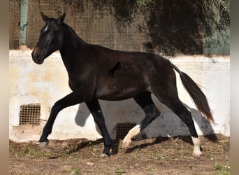 Koń andaluzyjski, Klacz, 1 Rok, 165 cm, Siwa