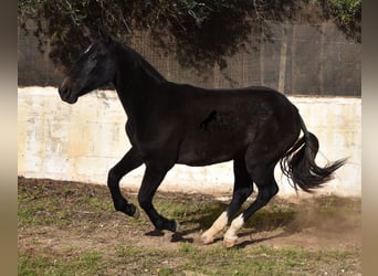 Koń andaluzyjski, Klacz, 1 Rok, 165 cm, Siwa