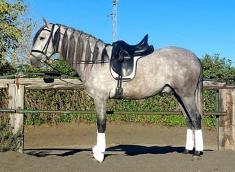 Koń andaluzyjski, Klacz, 1 Rok, Jelenia