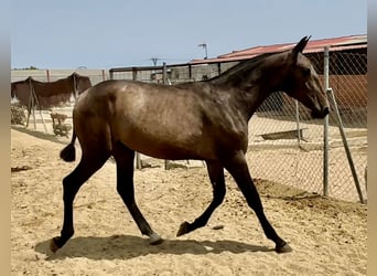 Koń andaluzyjski, Klacz, 1 Rok