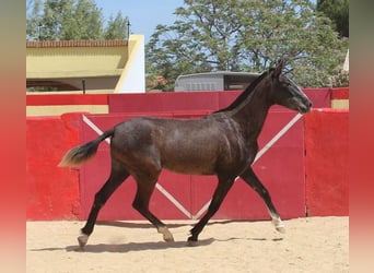Koń andaluzyjski, Klacz, 1 Rok, Siwa
