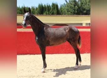 Koń andaluzyjski, Klacz, 1 Rok, Siwa