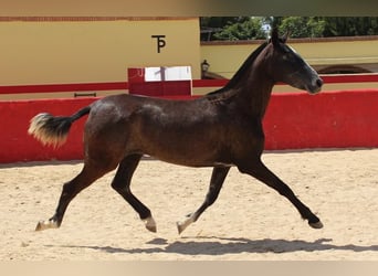 Koń andaluzyjski, Klacz, 1 Rok, Siwa
