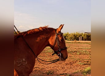 Koń andaluzyjski Mix, Klacz, 22 lat, 153 cm, Kasztanowata