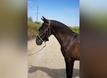 Koń andaluzyjski, Klacz, 2 lat, 142 cm, Gniada