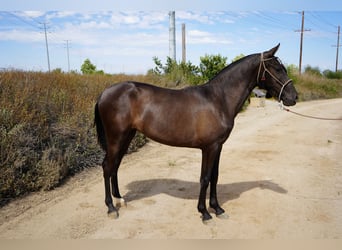 Koń andaluzyjski, Klacz, 2 lat, 142 cm, Gniada