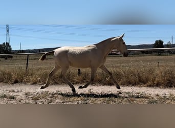 Koń andaluzyjski Mix, Klacz, 2 lat, 145 cm, Perlino