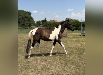 Koń andaluzyjski, Klacz, 2 lat, 148 cm, Tobiano wszelkich maści