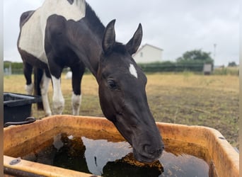 Koń andaluzyjski, Klacz, 2 lat, 148 cm, Tobiano wszelkich maści