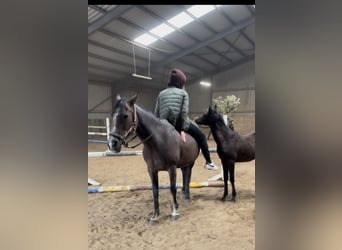 Koń andaluzyjski, Klacz, 2 lat, 149 cm, Gniada