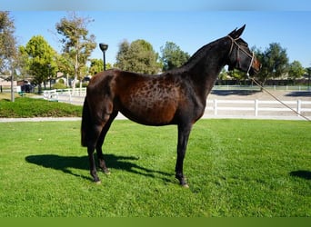 Koń andaluzyjski, Klacz, 2 lat, 152 cm, Kara