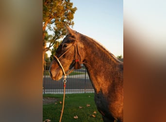 Koń andaluzyjski, Klacz, 2 lat, 152 cm, Siwa