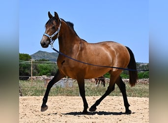 Koń andaluzyjski, Klacz, 2 lat, 153 cm, Bułana