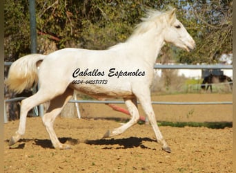 Koń andaluzyjski, Klacz, 2 lat, 153 cm, Cremello