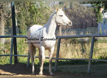 Koń andaluzyjski, Klacz, 2 lat, 153 cm, Cremello