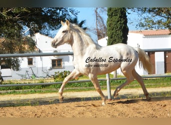 Koń andaluzyjski, Klacz, 2 lat, 153 cm, Cremello