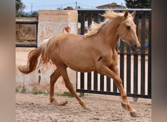 Koń andaluzyjski, Klacz, 2 lat, 156 cm, Izabelowata