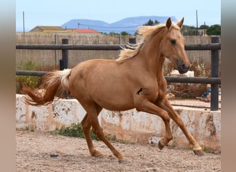 Koń andaluzyjski, Klacz, 2 lat, 156 cm, Izabelowata