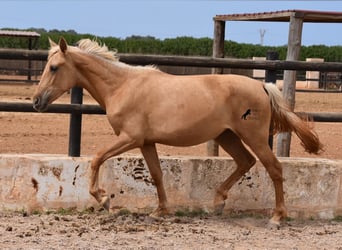Koń andaluzyjski, Klacz, 2 lat, 156 cm, Izabelowata