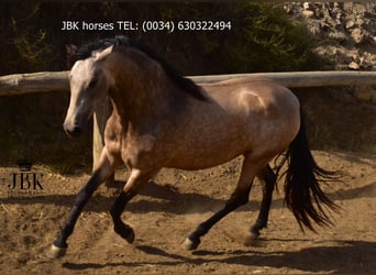 Koń andaluzyjski, Klacz, 2 lat, 157 cm, Bułana