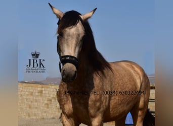 Koń andaluzyjski, Klacz, 2 lat, 157 cm, Bułana
