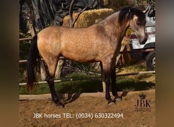 Koń andaluzyjski, Klacz, 2 lat, 157 cm, Bułana
