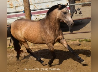 Koń andaluzyjski, Klacz, 2 lat, 157 cm, Bułana