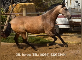 Koń andaluzyjski, Klacz, 2 lat, 157 cm, Bułana