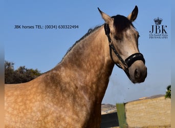 Koń andaluzyjski, Klacz, 2 lat, 157 cm, Bułana
