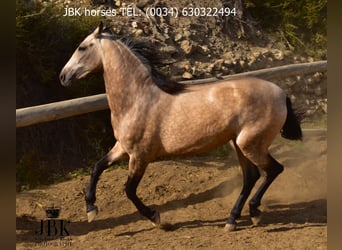 Koń andaluzyjski, Klacz, 2 lat, 157 cm, Bułana