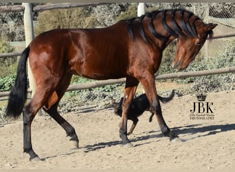 Koń andaluzyjski, Klacz, 2 lat, 157 cm, Gniada