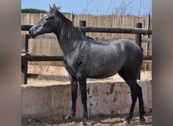 Koń andaluzyjski, Klacz, 2 lat, 158 cm, Siwa