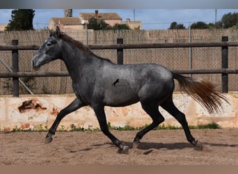 Koń andaluzyjski, Klacz, 2 lat, 158 cm, Siwa