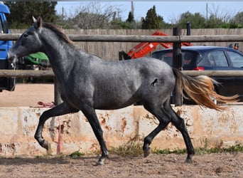 Koń andaluzyjski, Klacz, 2 lat, 158 cm, Siwa