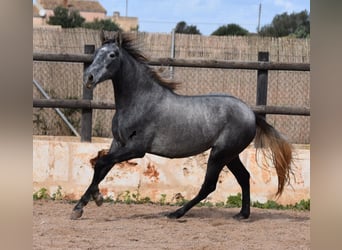 Koń andaluzyjski, Klacz, 2 lat, 158 cm, Siwa