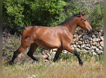 Koń andaluzyjski, Klacz, 2 lat, 160 cm, Gniada