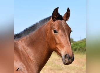 Koń andaluzyjski, Klacz, 2 lat, 160 cm, Gniada